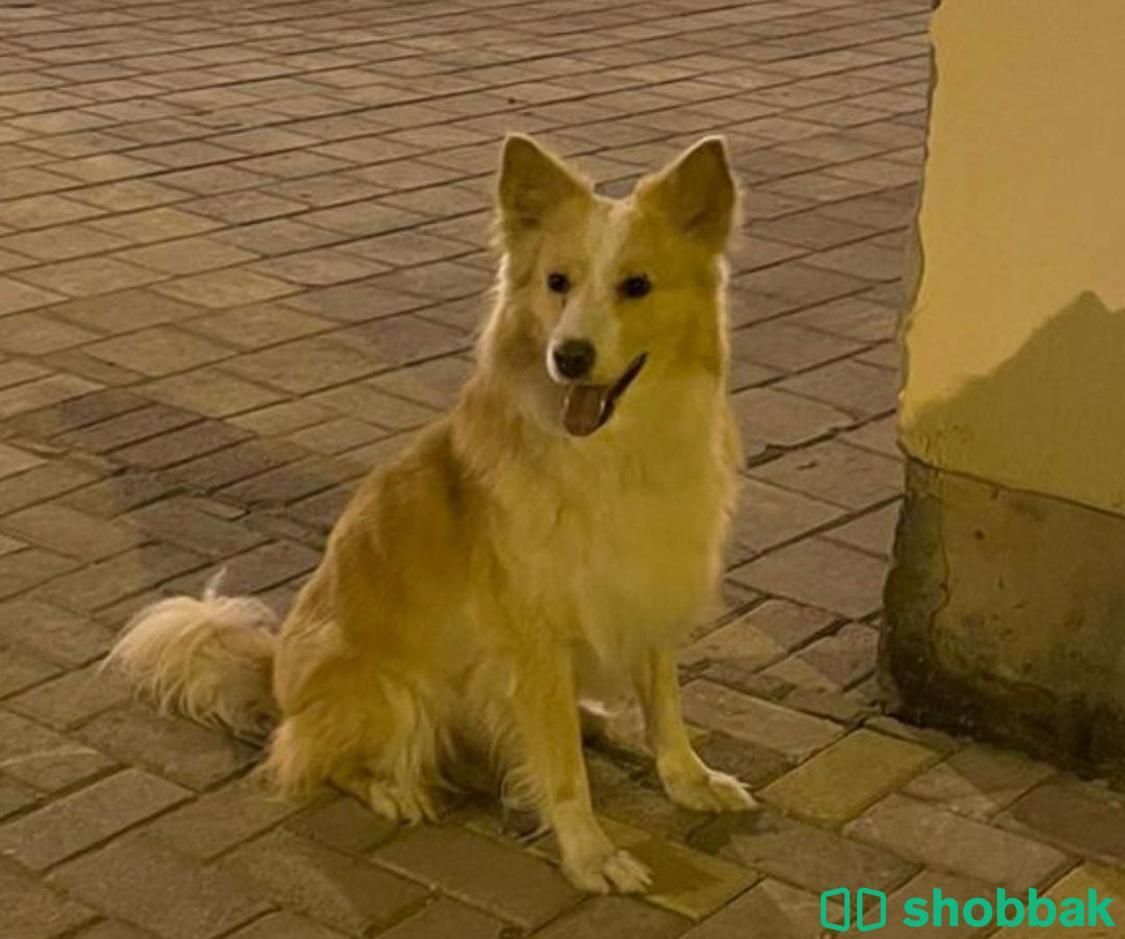 Dog for adoption شباك البحرين