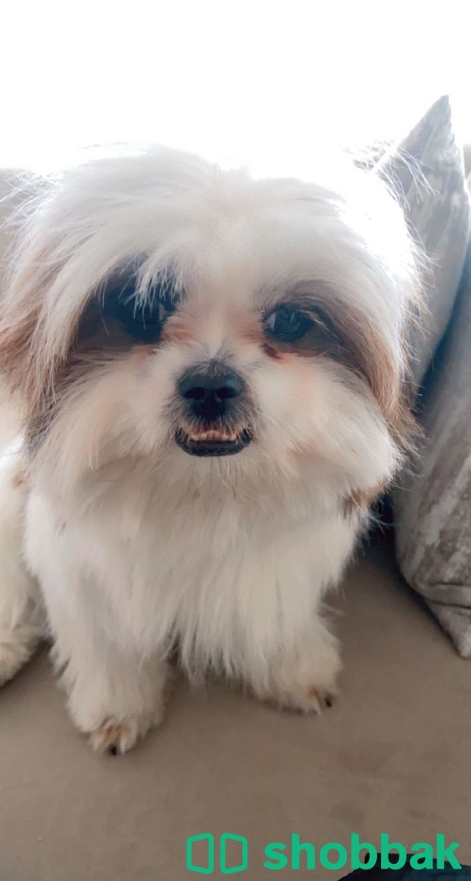 Dog for sale  شباك البحرين