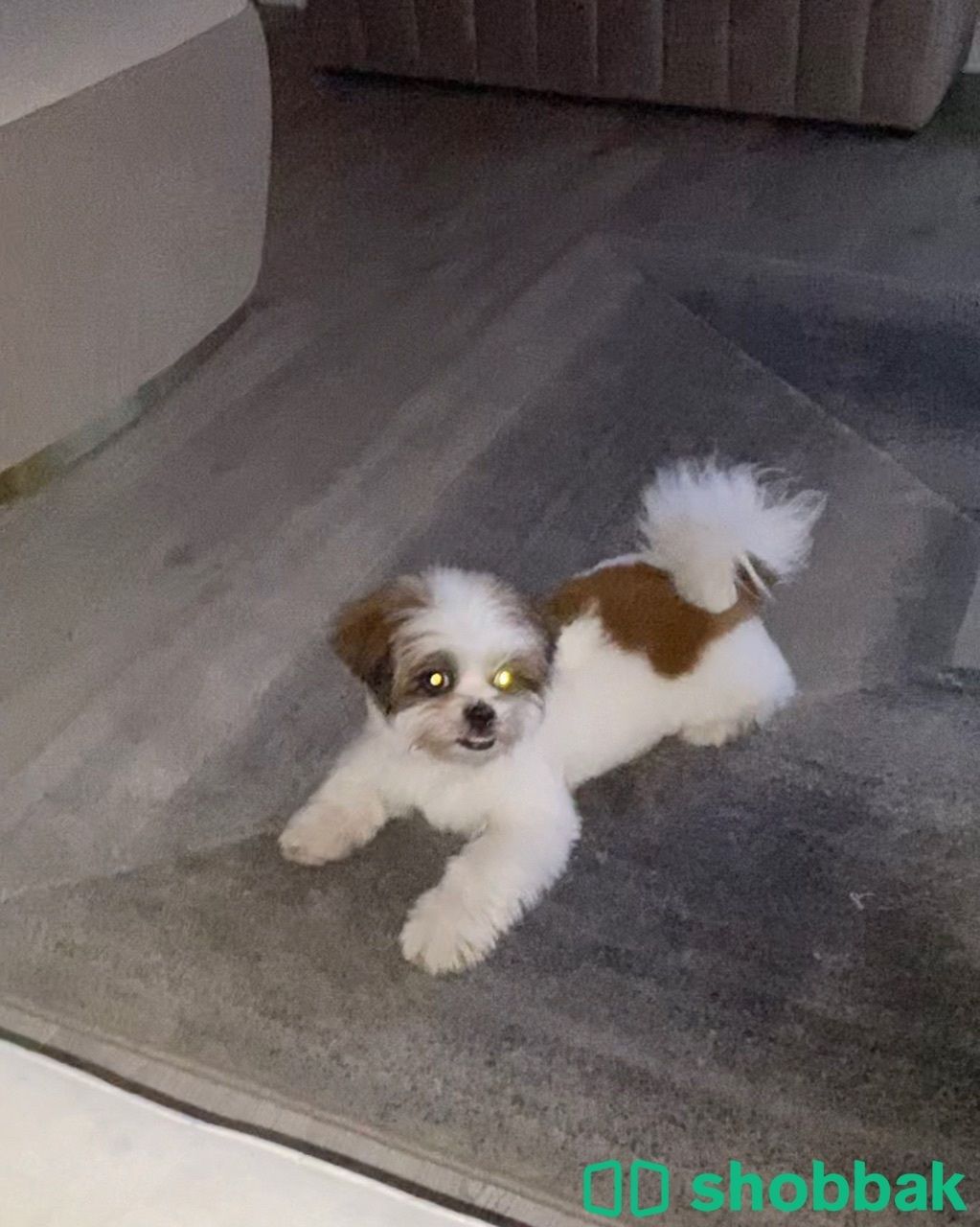 Dog for sale  شباك البحرين