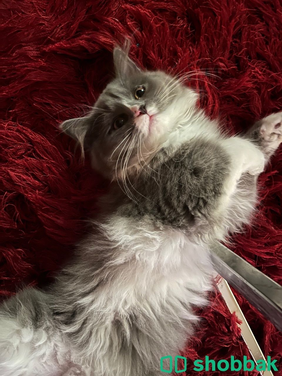 Female cat 4sale شباك البحرين
