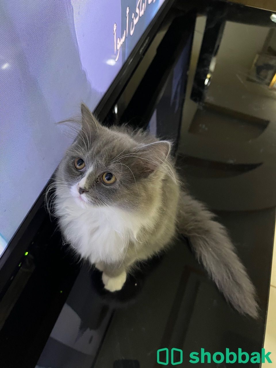 Female cat 4sale شباك البحرين