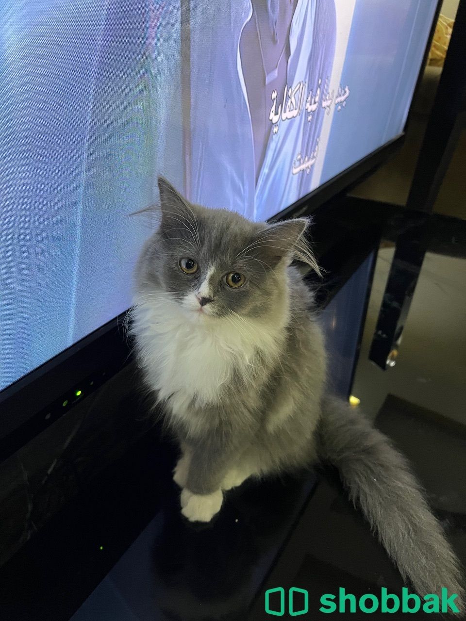 Female cat 4sale شباك البحرين