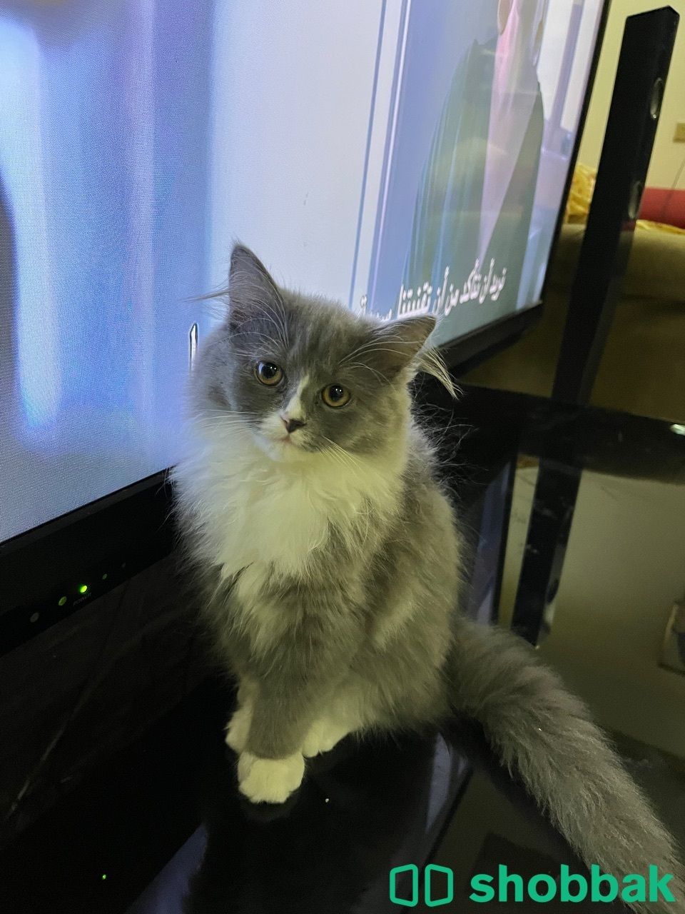 Female cat 4sale شباك البحرين