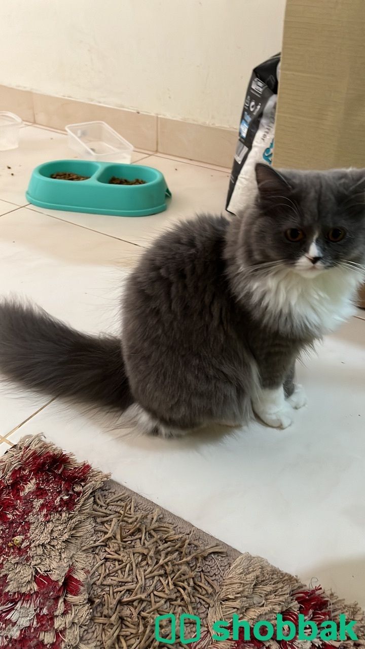 Female   Cat for sale شباك البحرين
