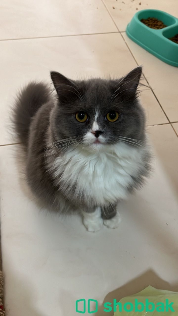 Female   Cat for sale شباك البحرين