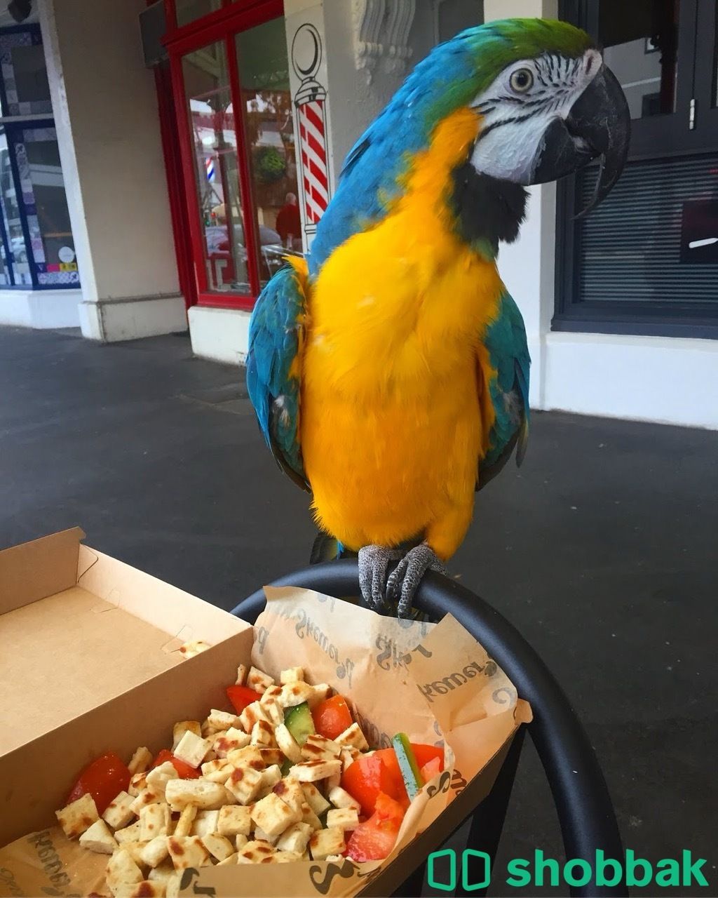 Female Macaw parrot for sale شباك البحرين