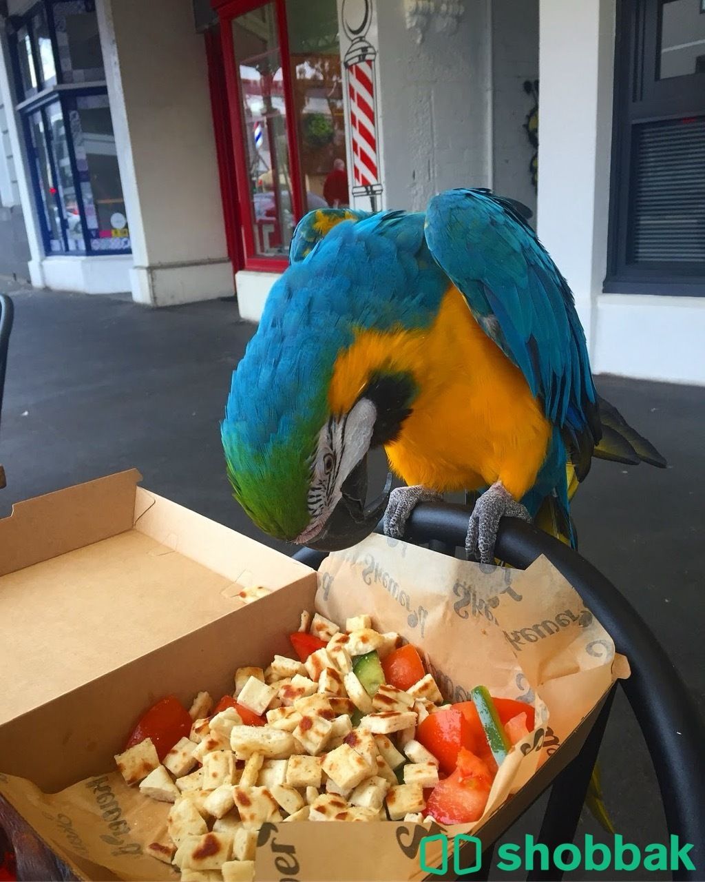 Female Macaw parrot for sale شباك البحرين