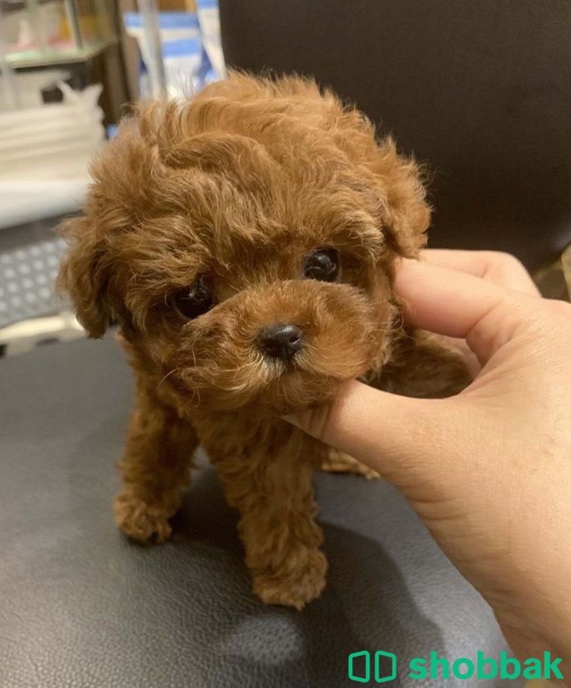 Female Teacup Poodle for sale  شباك البحرين