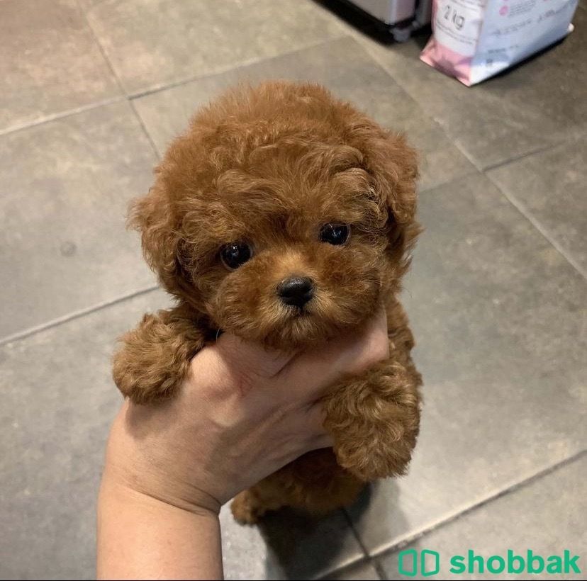 Female Teacup Poodle for sale  شباك البحرين