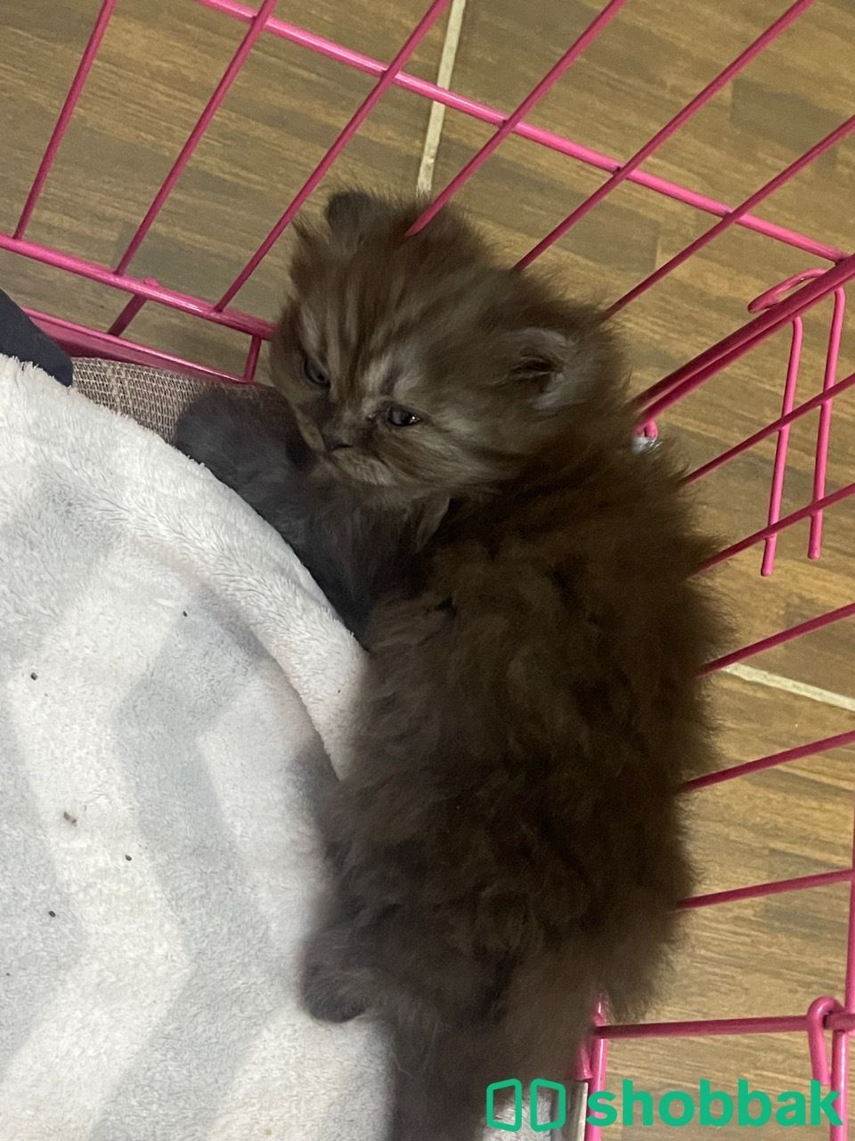 For adoption (Madina area) شباك السعودية