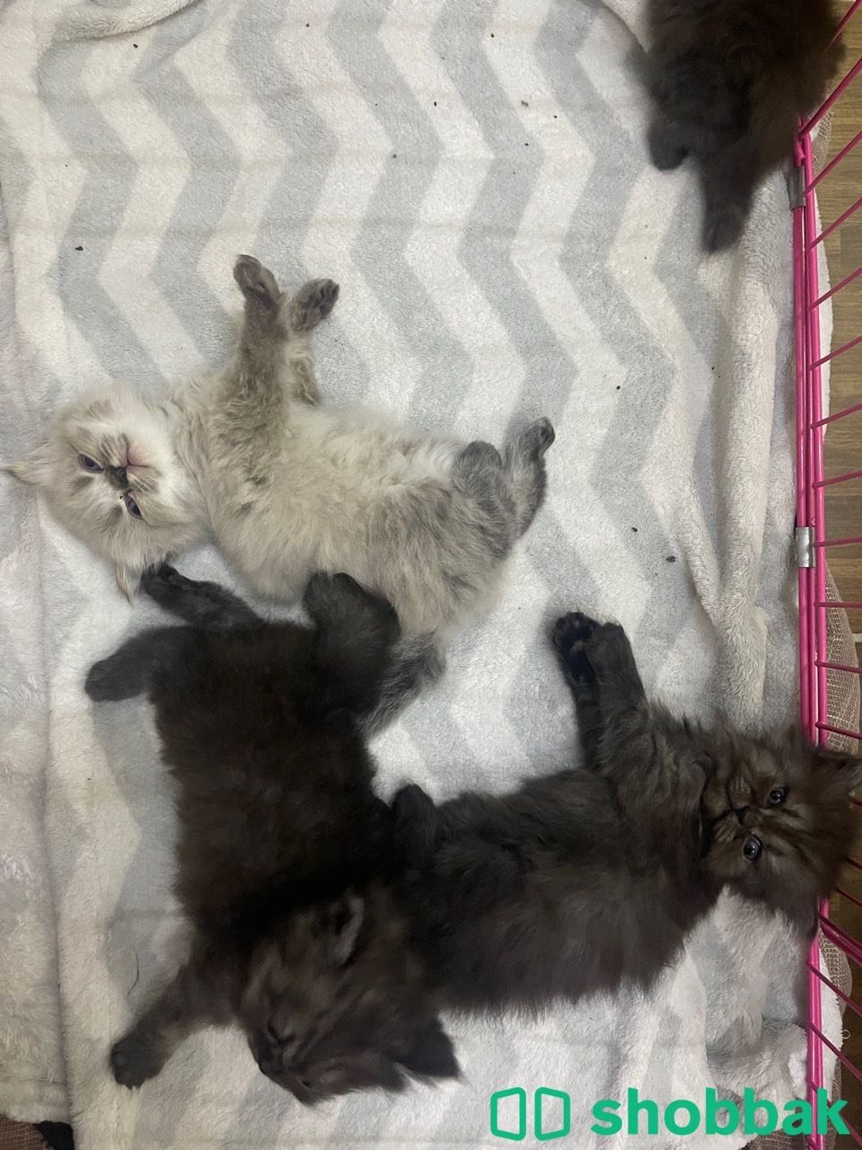 For adoption (Madina area) شباك السعودية