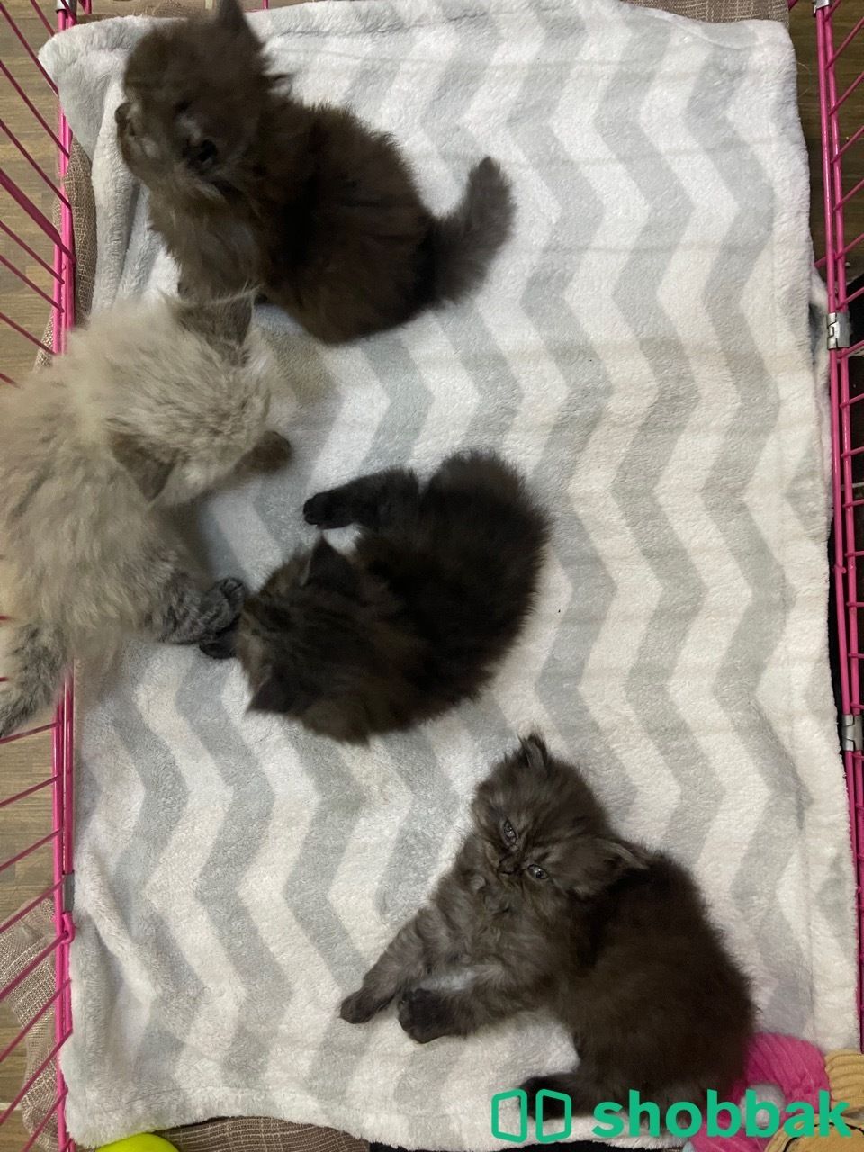 For adoption (Madina area) شباك السعودية