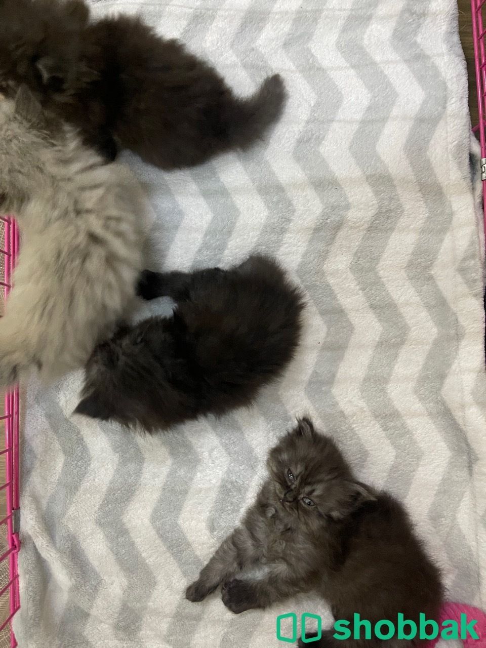 For adoption (Madina area) شباك السعودية