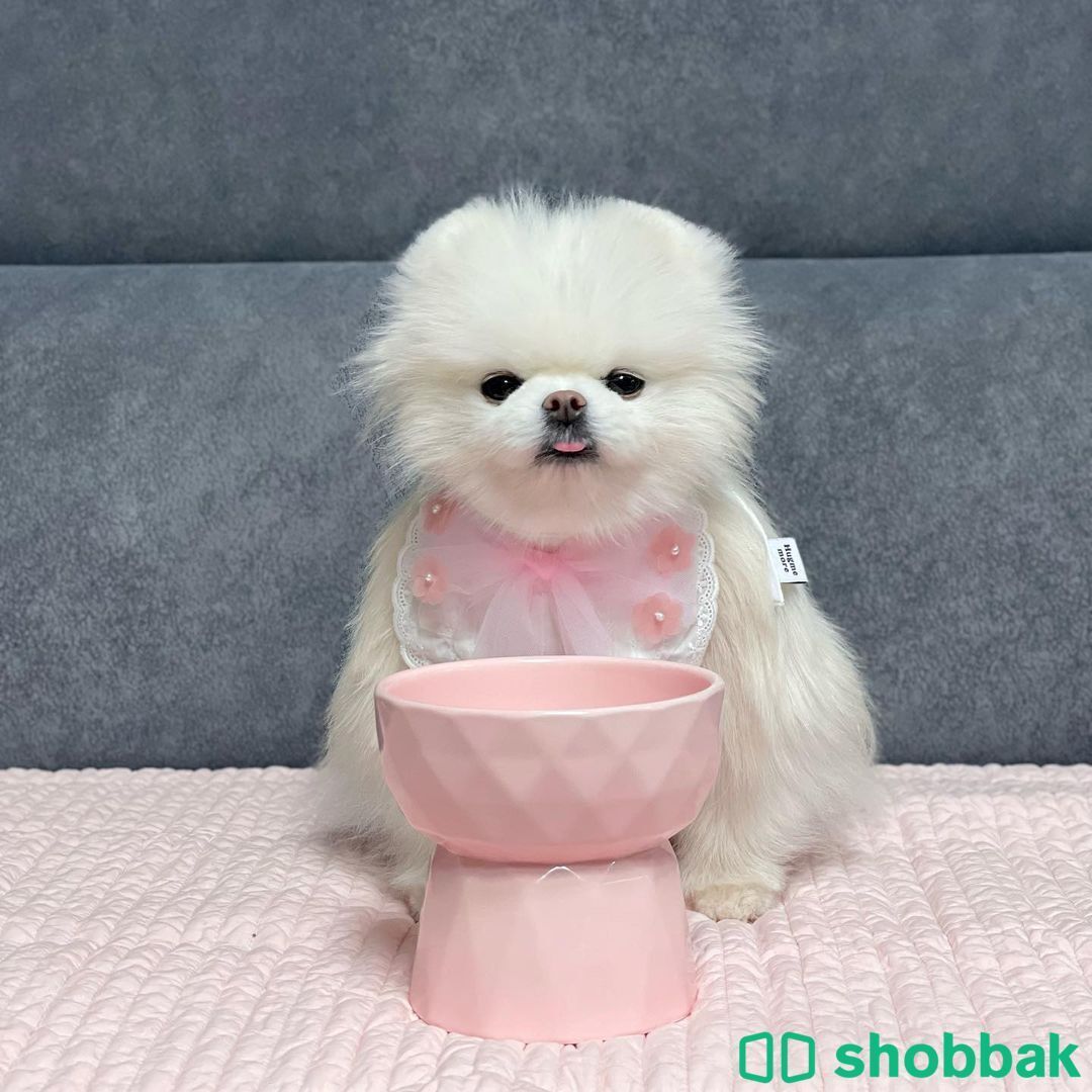 Free Male and female Pomeranian.ذكر أنثى كلاب مجاناً.   شباك الكويت