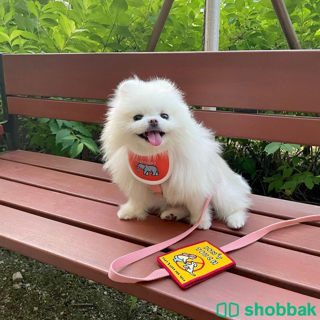 Free Male and female Pomeranian.ذكر أنثى كلاب مجاناً.   شباك الكويت