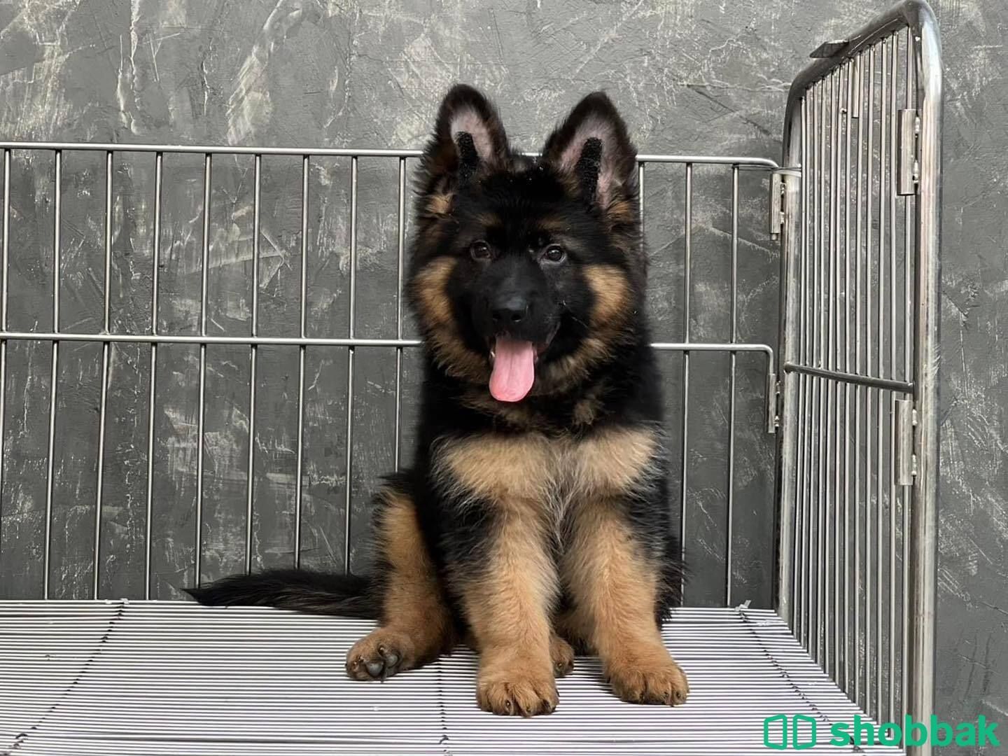  German Shepherd Puppies  شباك السعودية