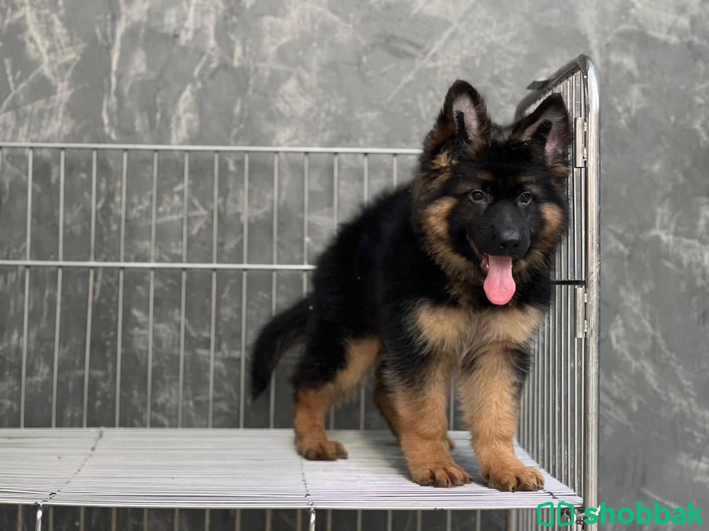 German Shepherd Puppies  شباك السعودية