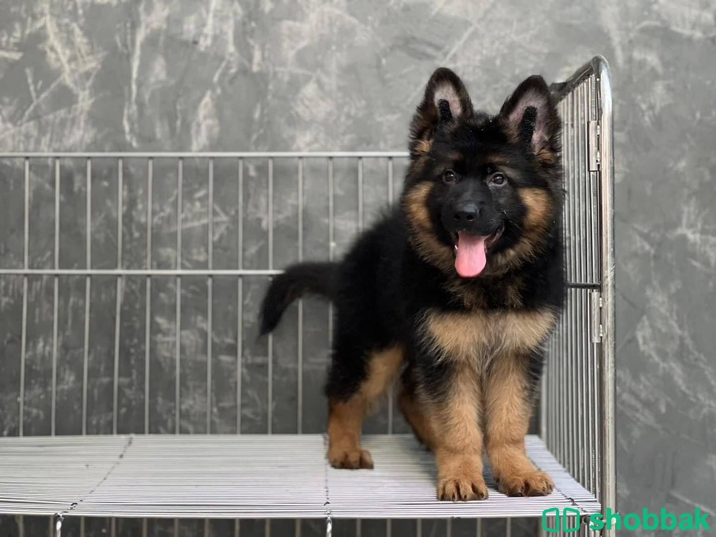  German Shepherd Puppies  شباك السعودية