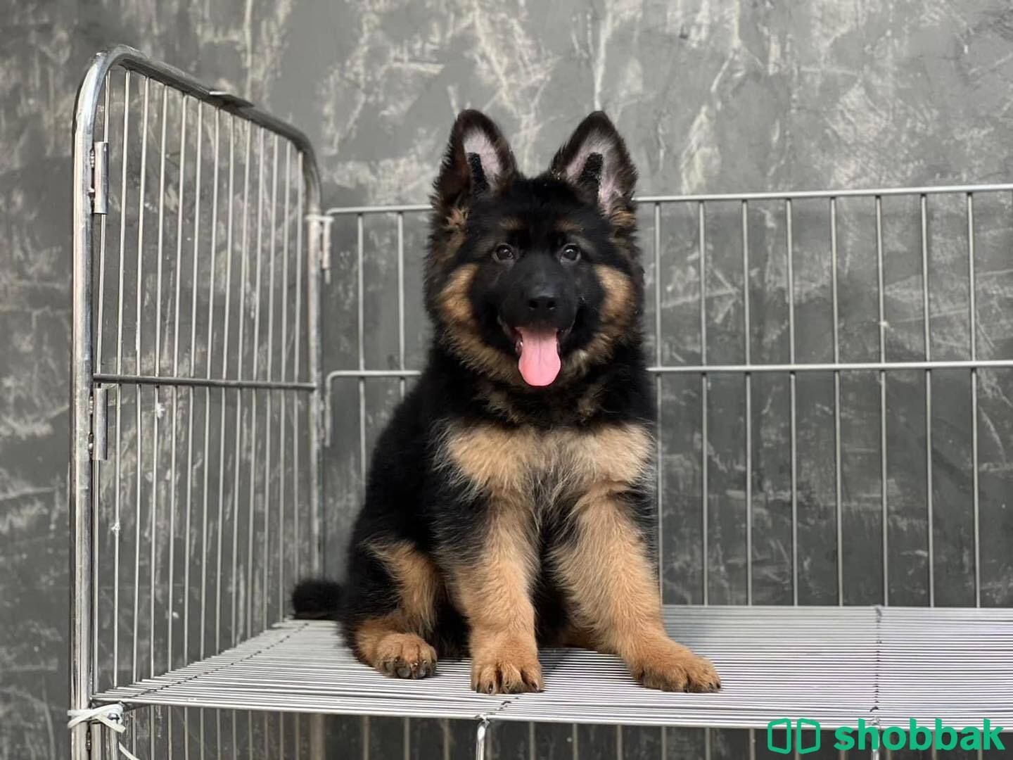  German Shepherd Puppies  شباك السعودية