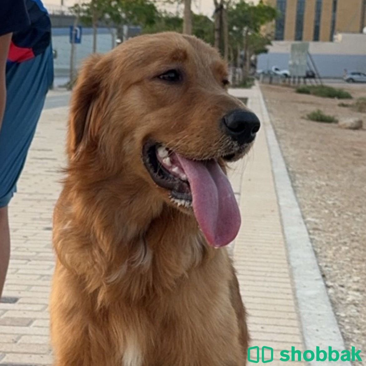Golden retriever كلب  شباك السعودية