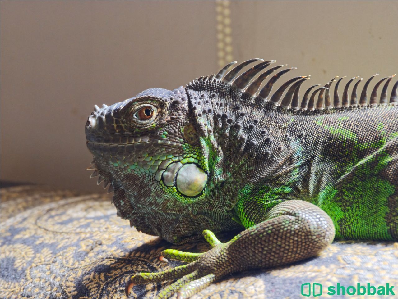 green igwana  شباك السعودية