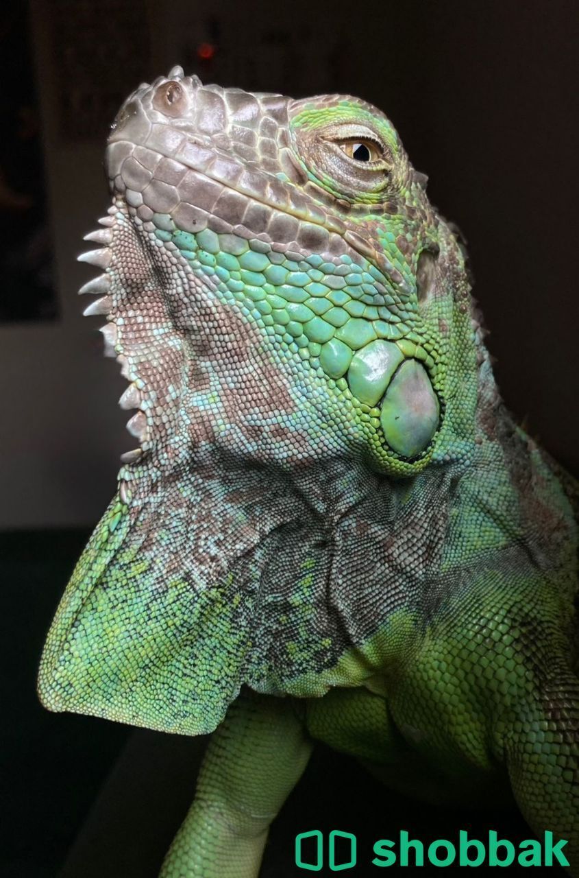 green igwana  شباك السعودية