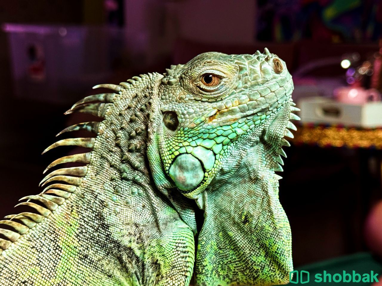 green igwana  شباك السعودية