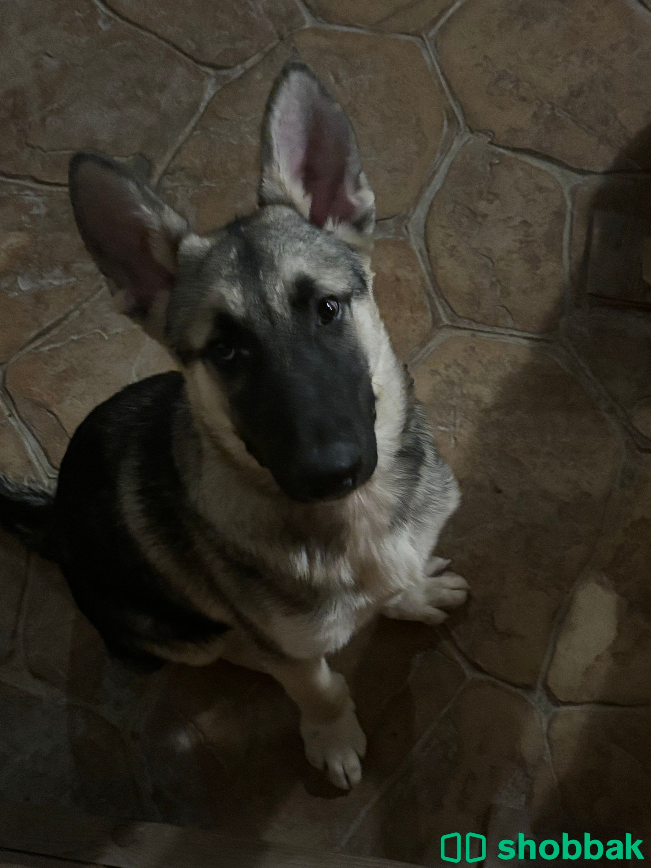 Half german shepherd half husky Shobbak Saudi Arabia