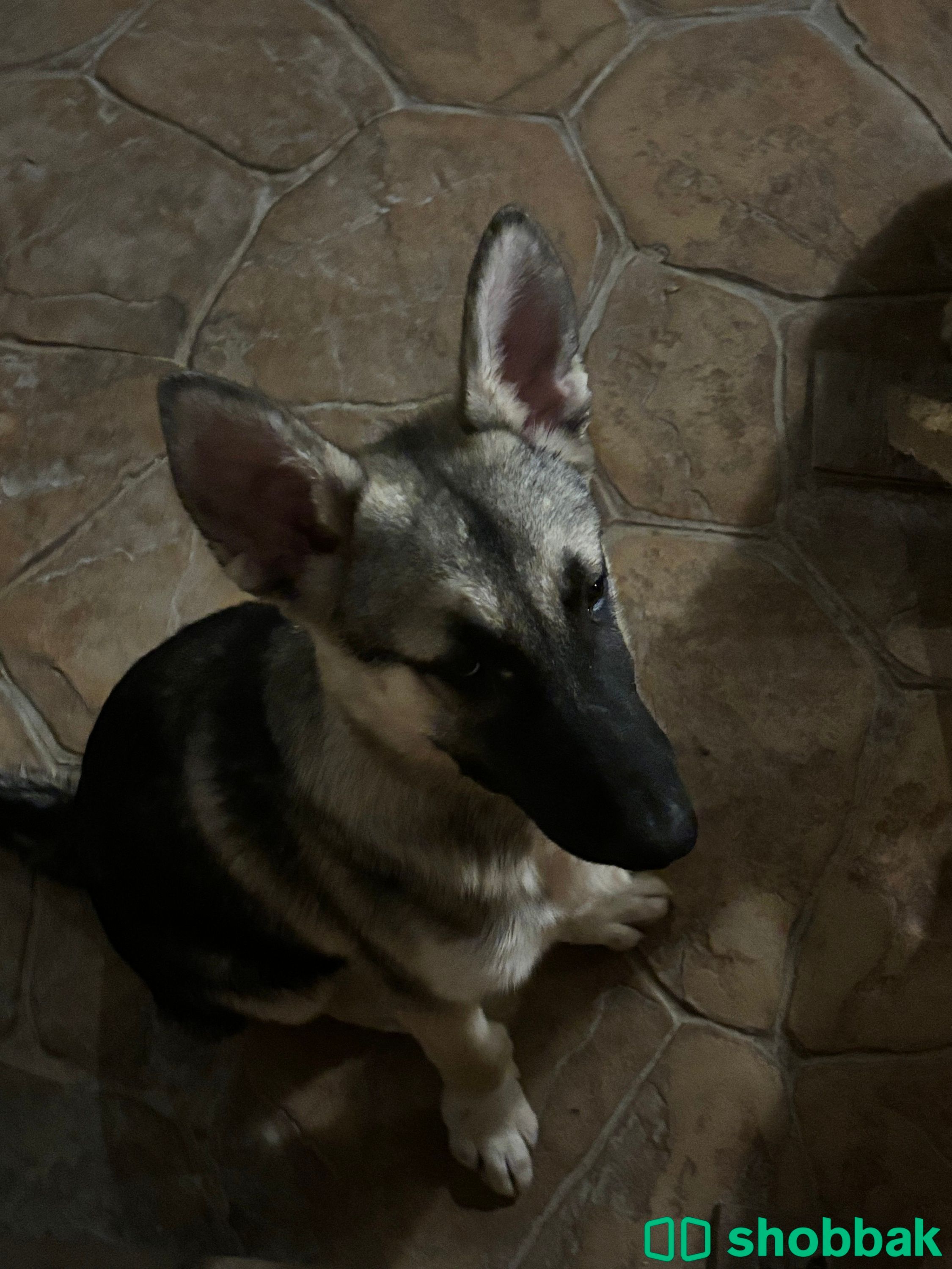 Half german shepherd half husky شباك السعودية