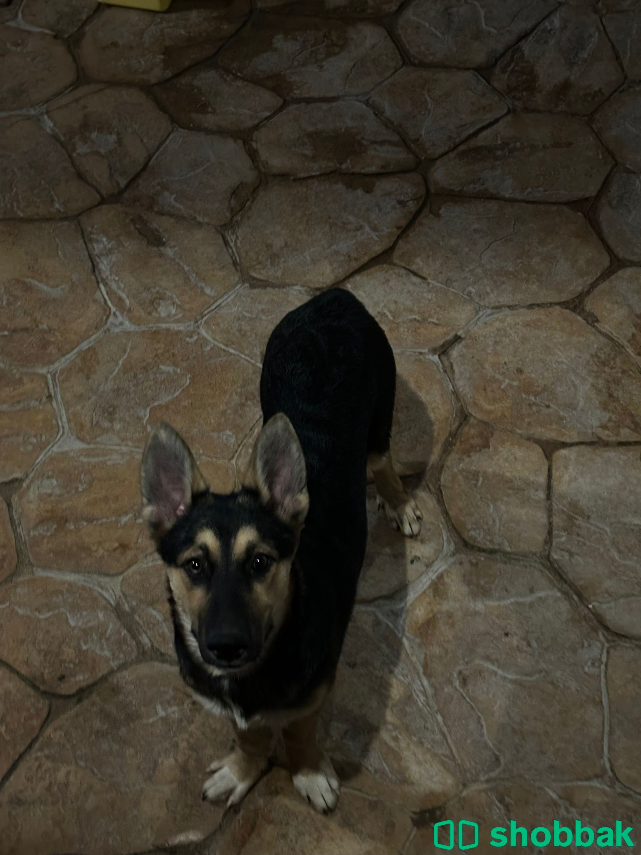 Half german shepherd half husky Shobbak Saudi Arabia