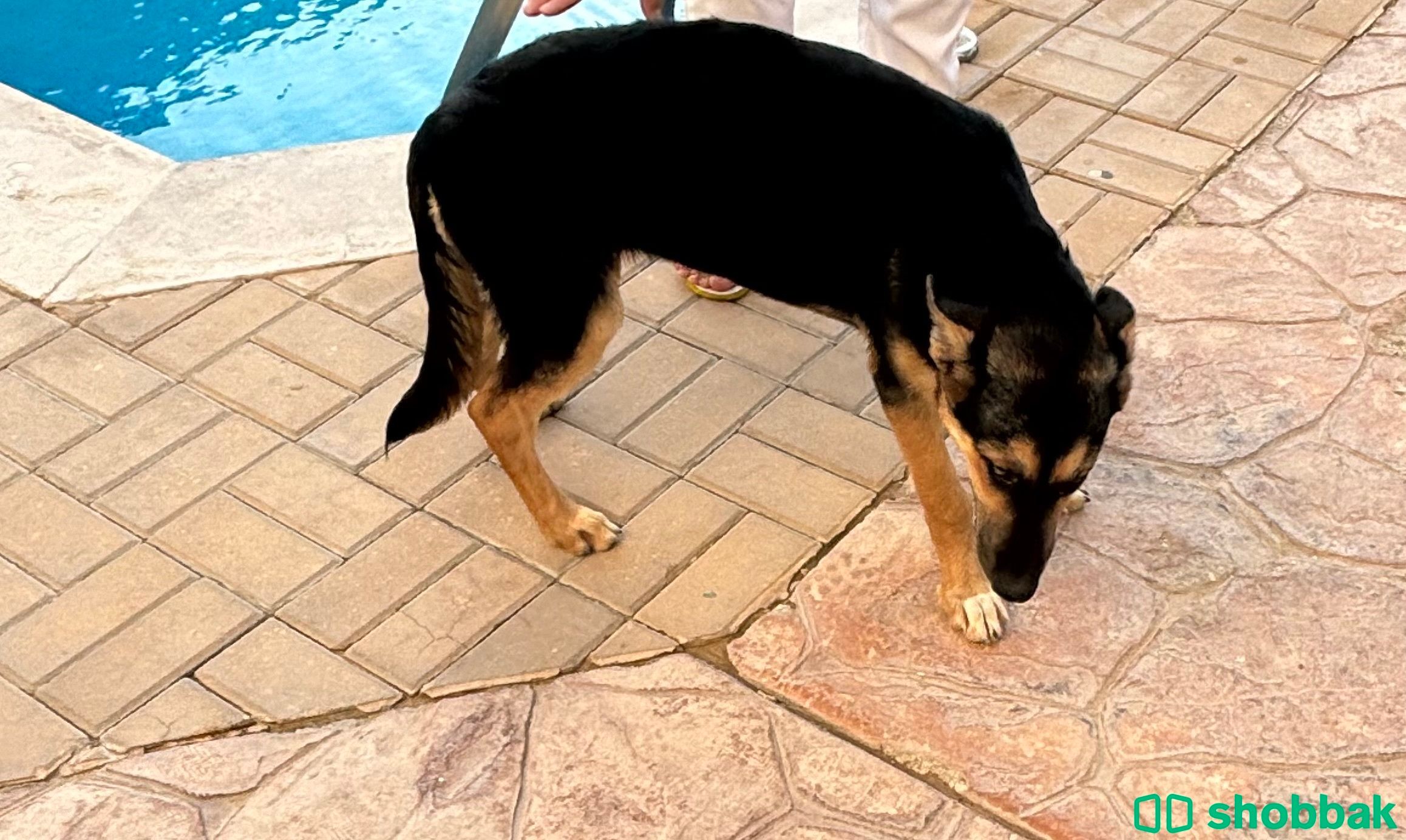 Half german shepherd half husky شباك السعودية