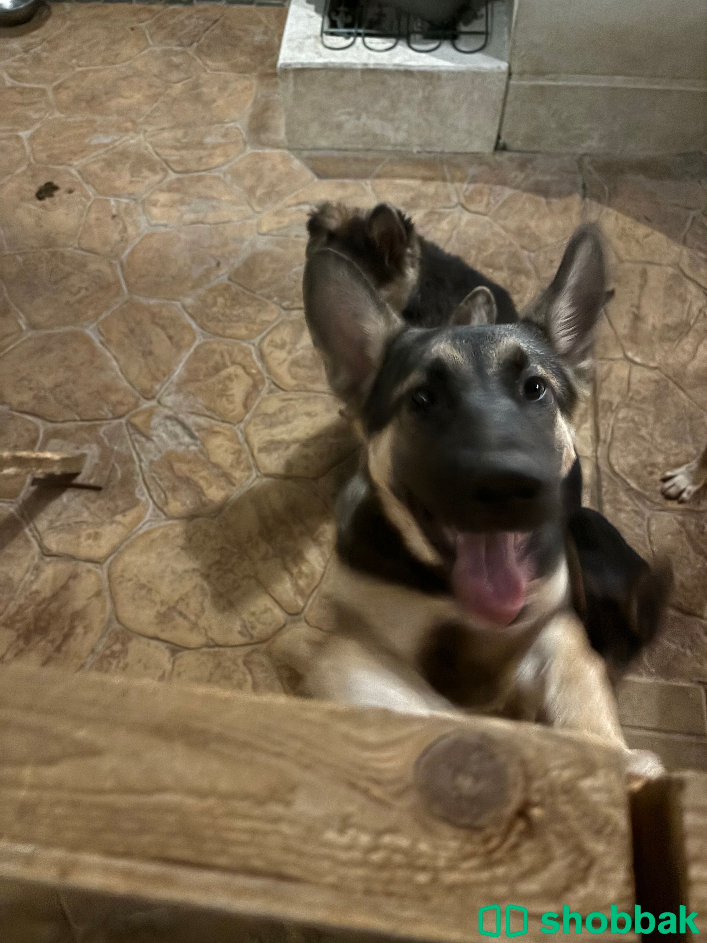 Half german shepherd half husky Shobbak Saudi Arabia