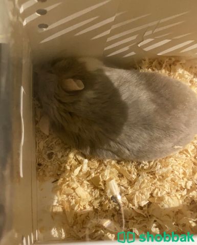 Hamster for sell  شباك البحرين