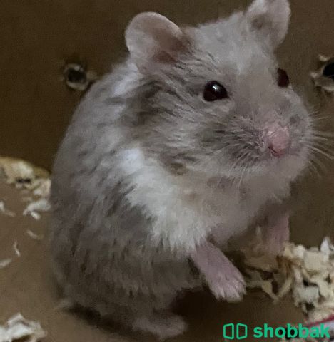 Hamster for sell  شباك البحرين