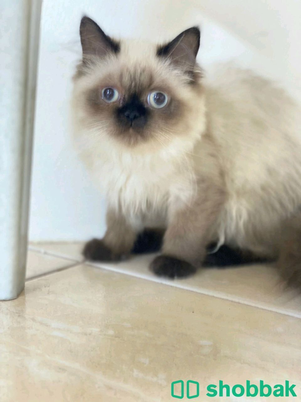 Himalaya Kitten, male and fe amale, Shobbak Bahrain