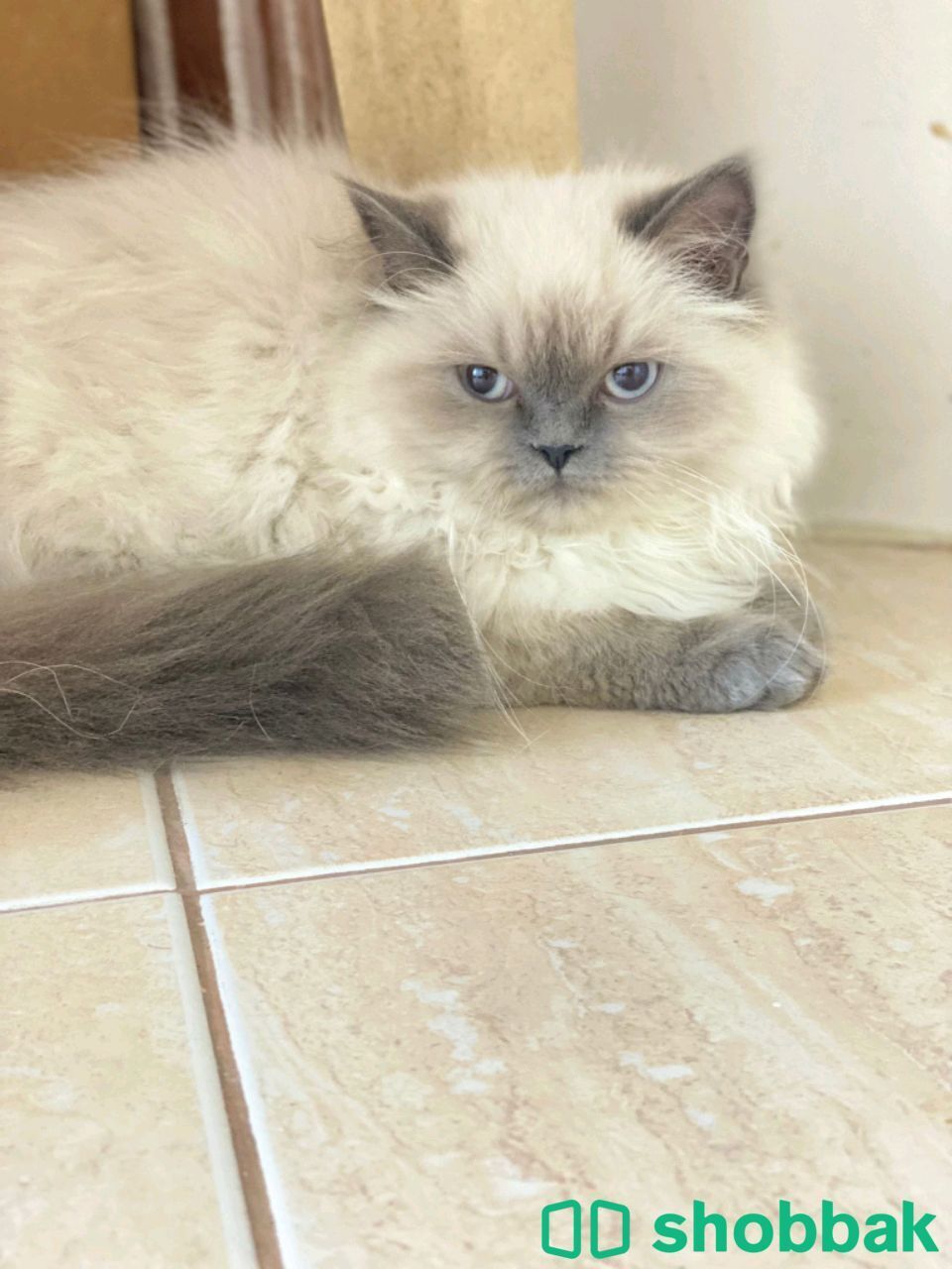 Himalaya Kitten, male and fe amale, Shobbak Bahrain