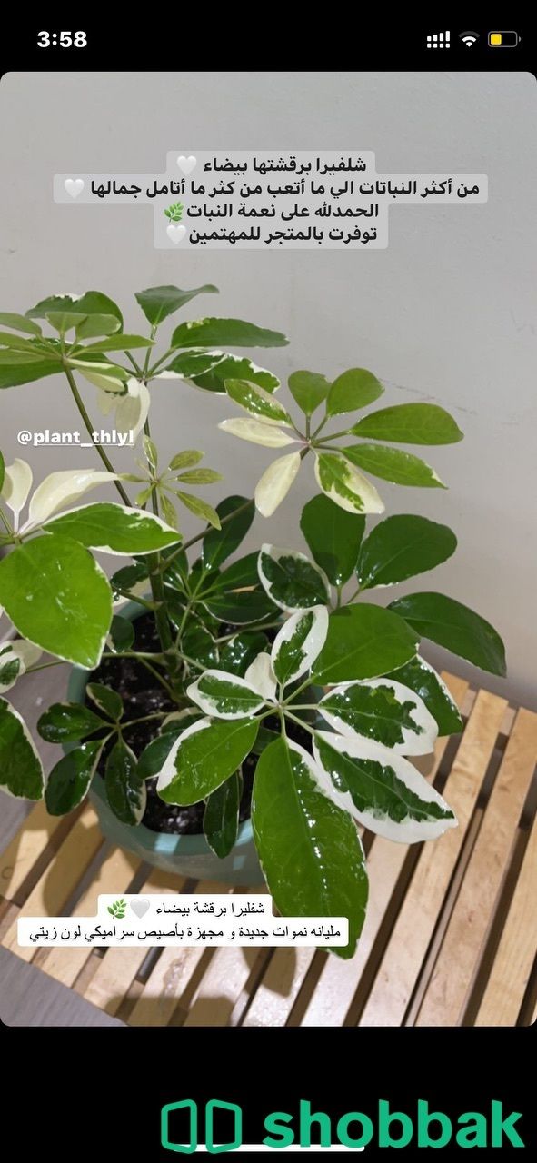 indoor plant 🌿🌿 Shobbak Saudi Arabia