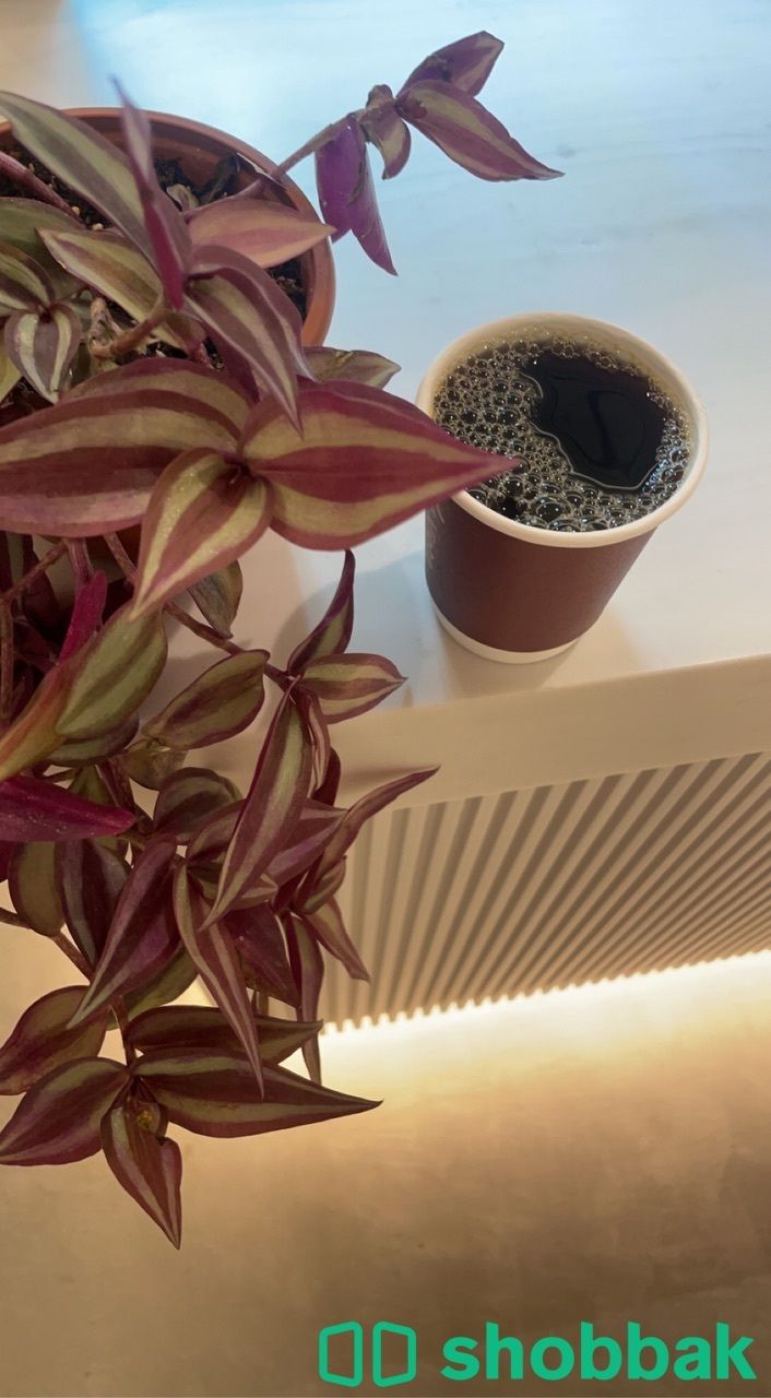indoor plant 🌿🌿 Shobbak Saudi Arabia