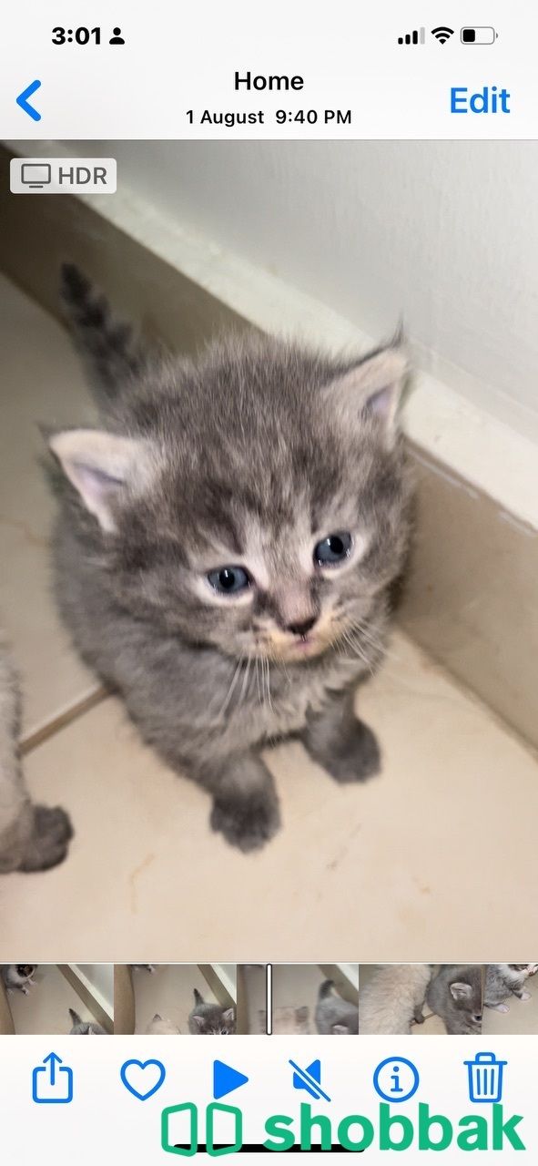 Kitten 4 sale شباك البحرين