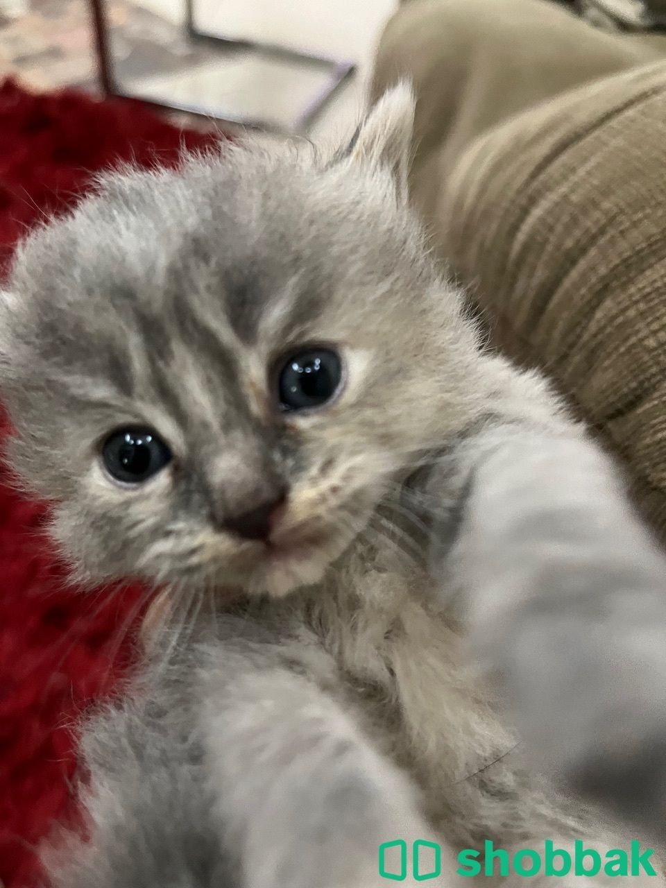 Kitten 4 sale شباك البحرين