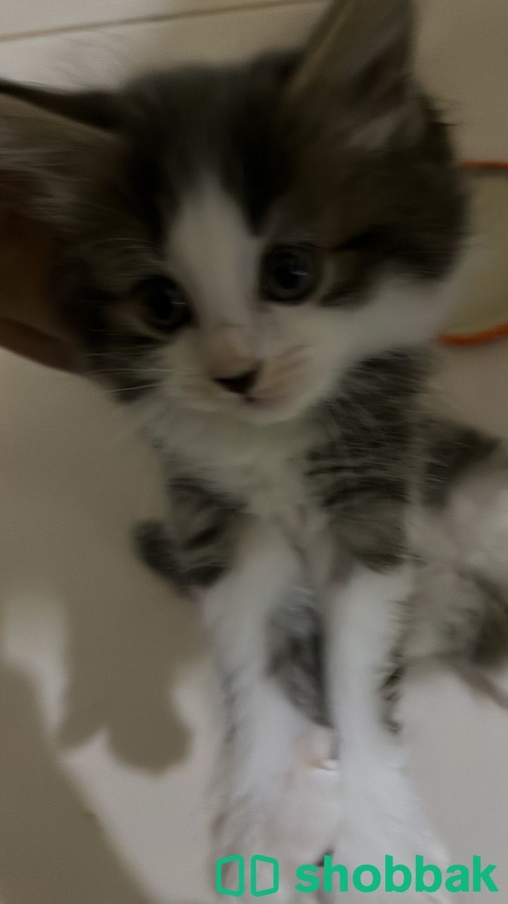 Kitten 4 sale شباك البحرين