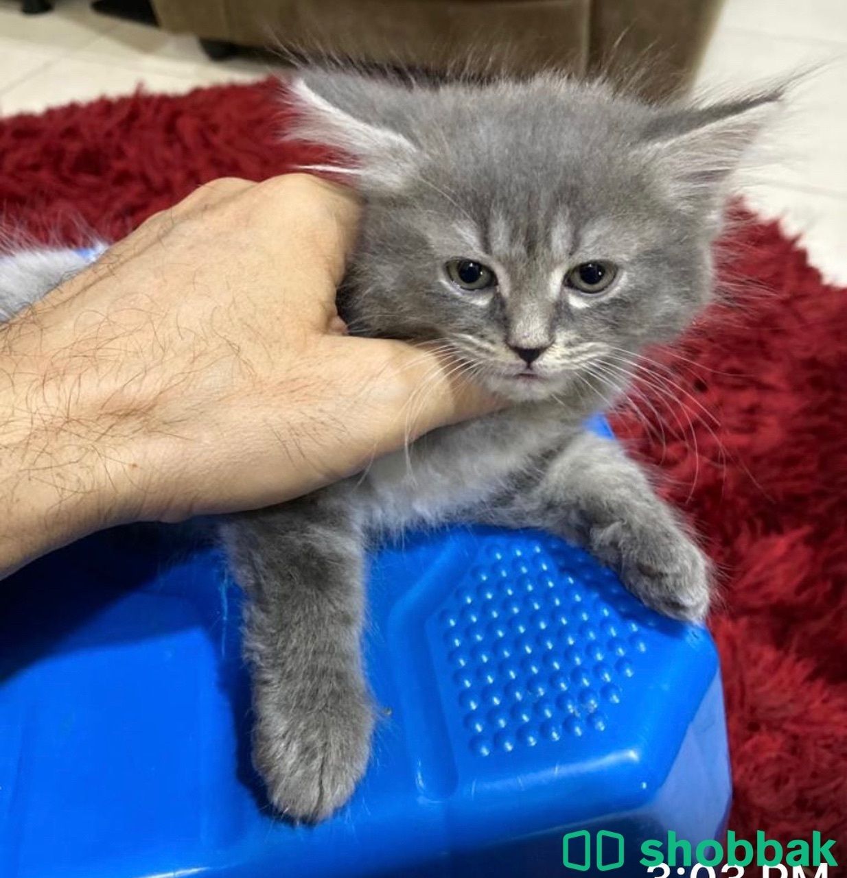 Kitten 4 sale شباك البحرين