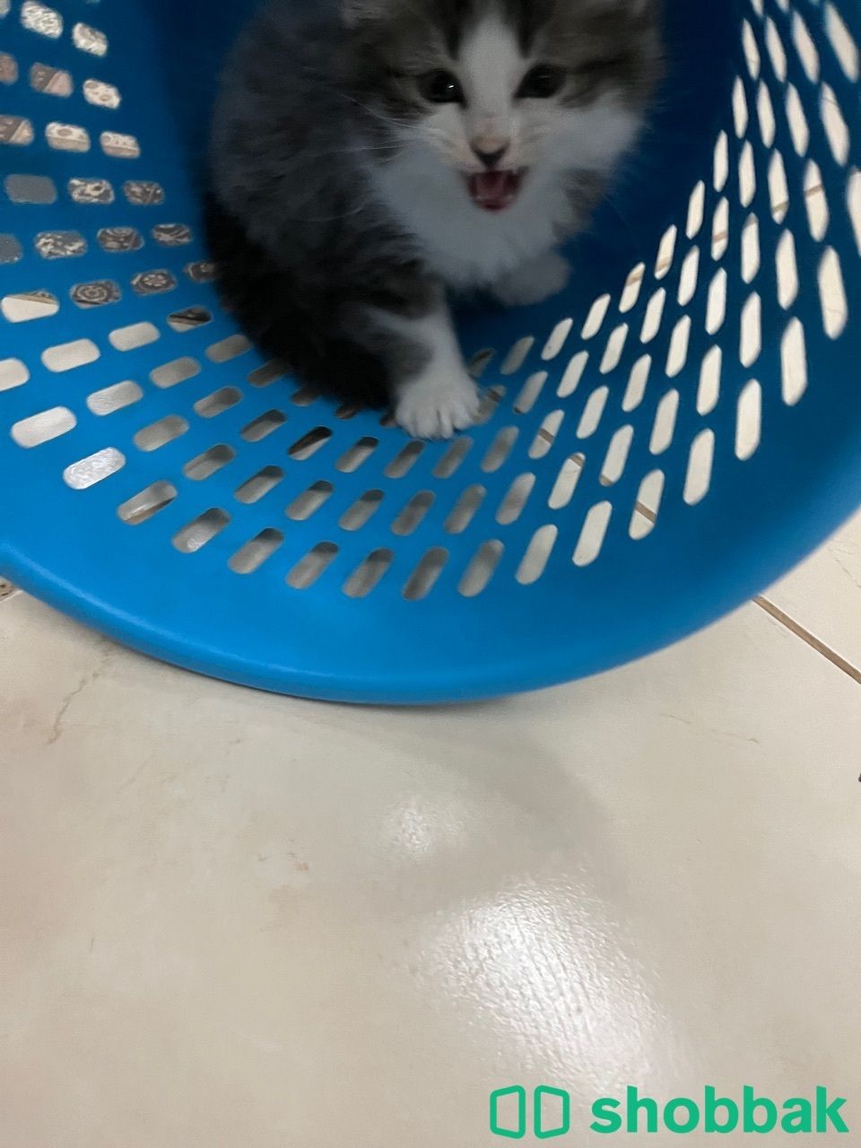 Kitten 4 sale شباك البحرين