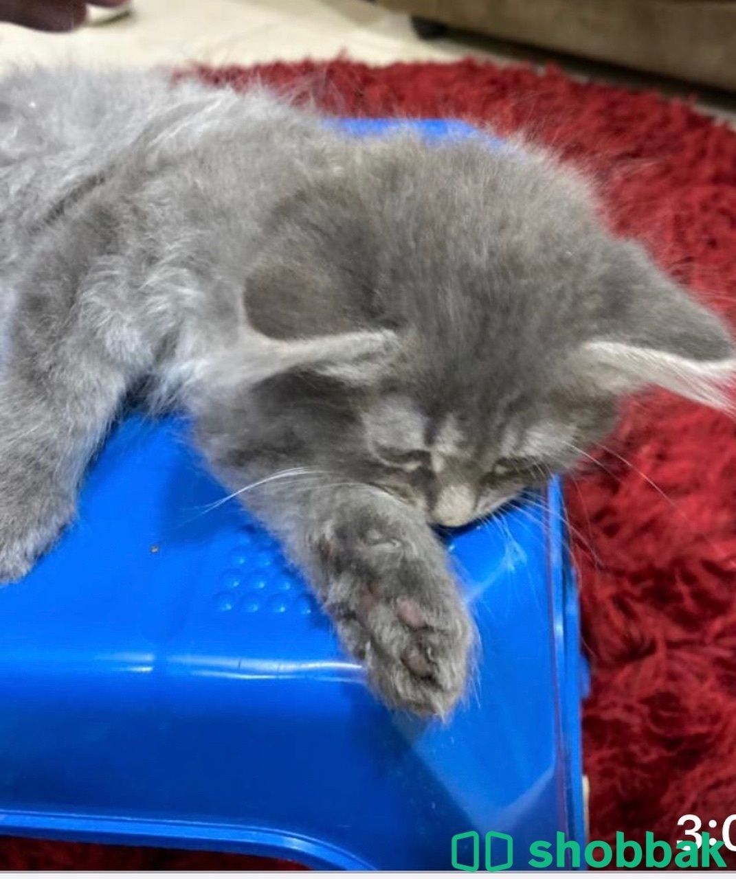 Kitten 4 sale شباك البحرين
