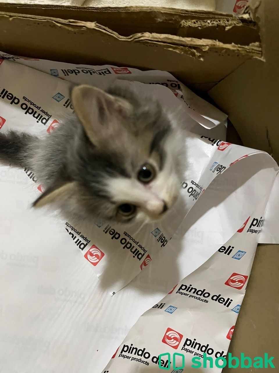 Kitten 4 sale شباك البحرين