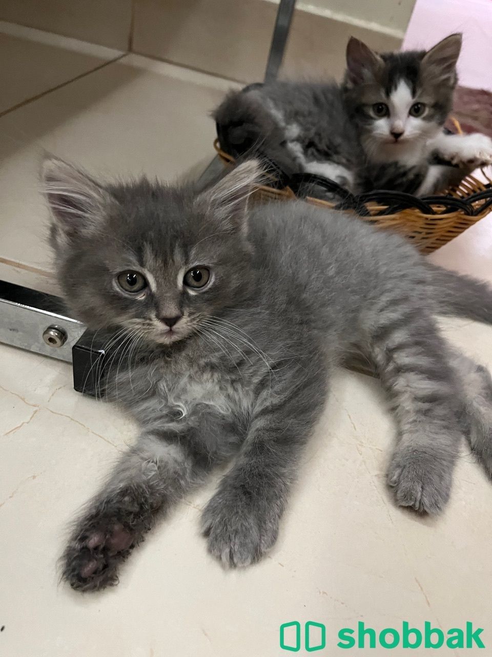 Kitten 4 sale شباك البحرين