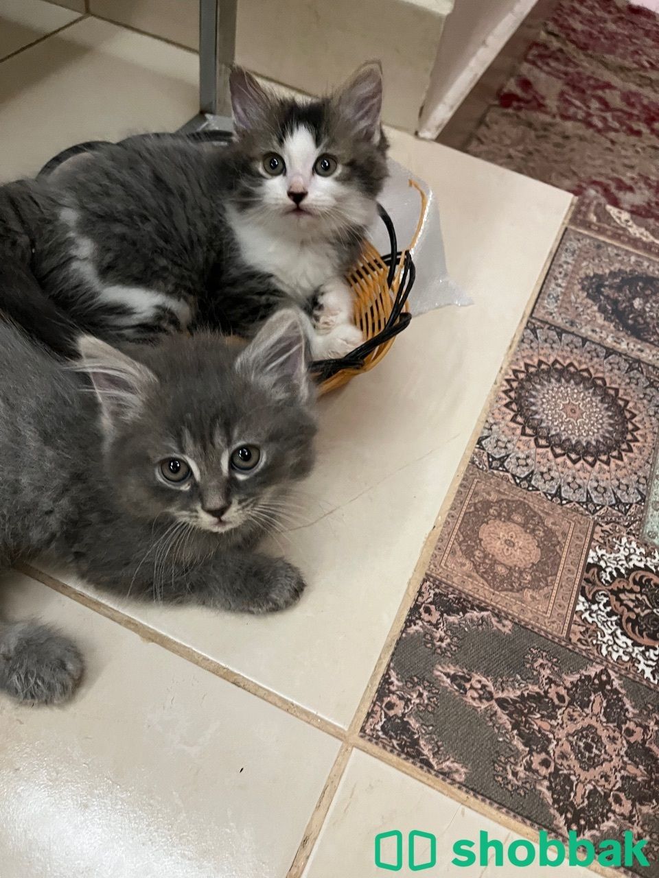 Kitten 4 sale شباك البحرين