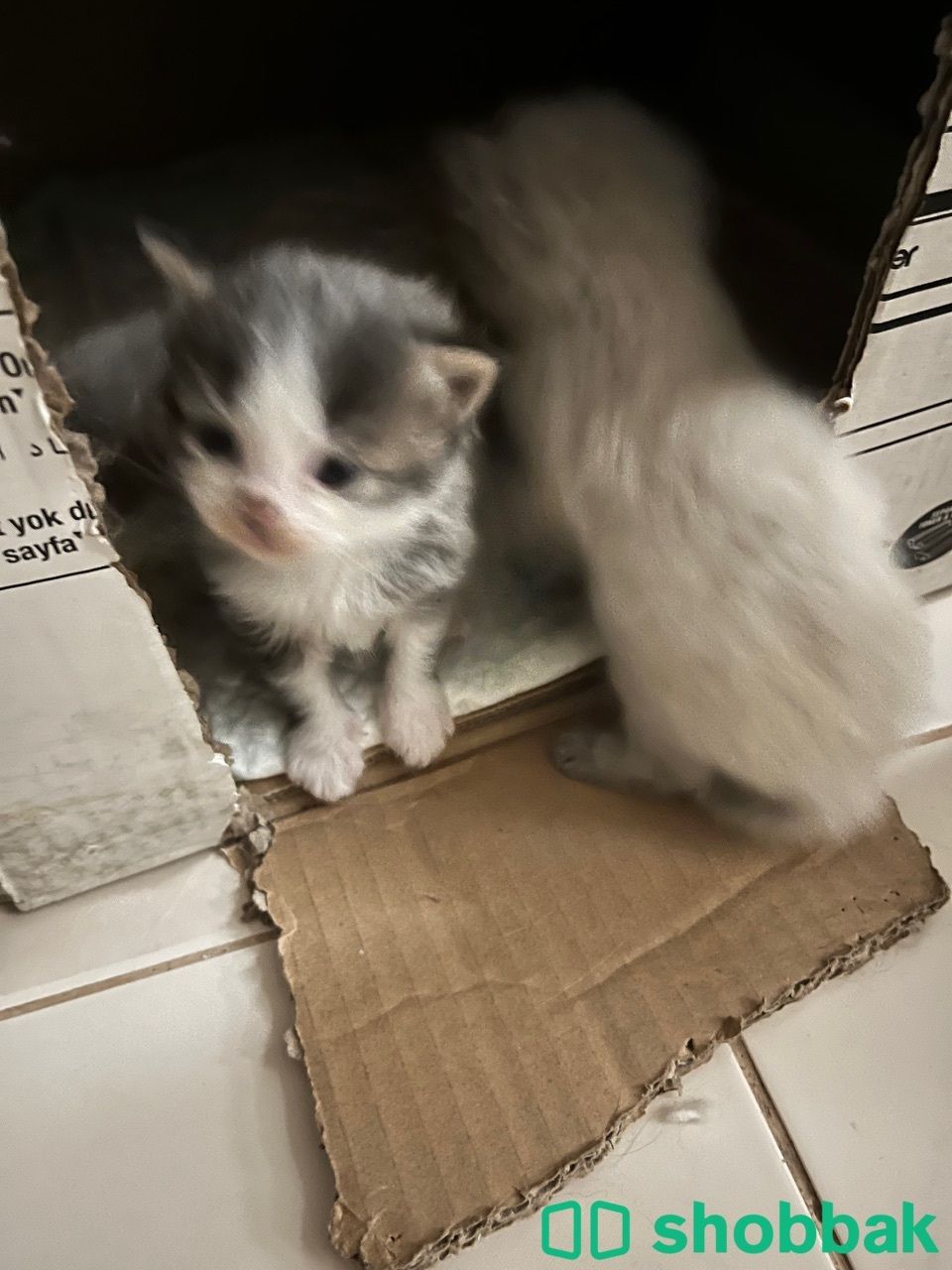 Kitten 4 sale  قطط صغار البيع شباك البحرين