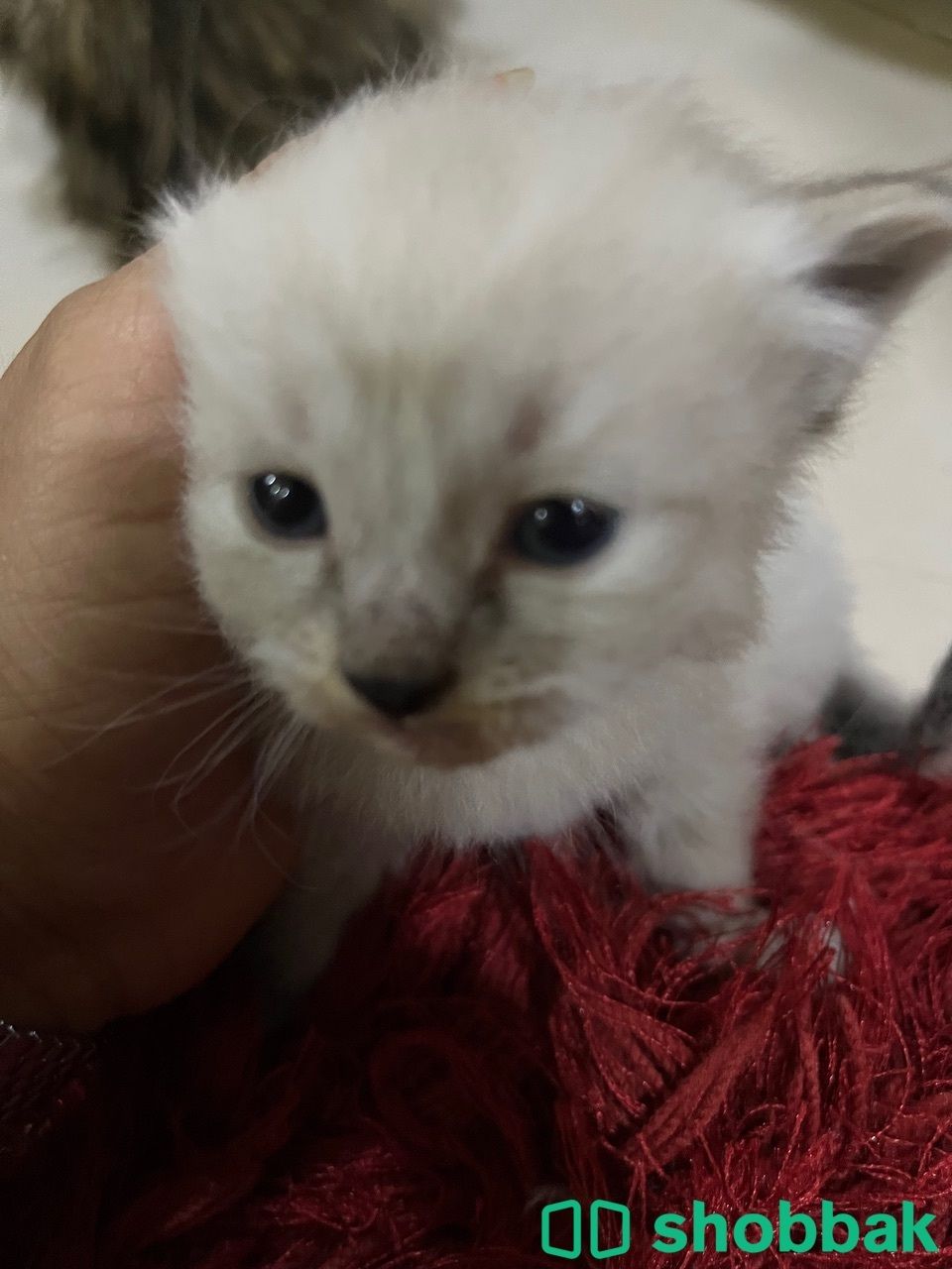 Kitten 4 sale  قطط صغار البيع شباك البحرين