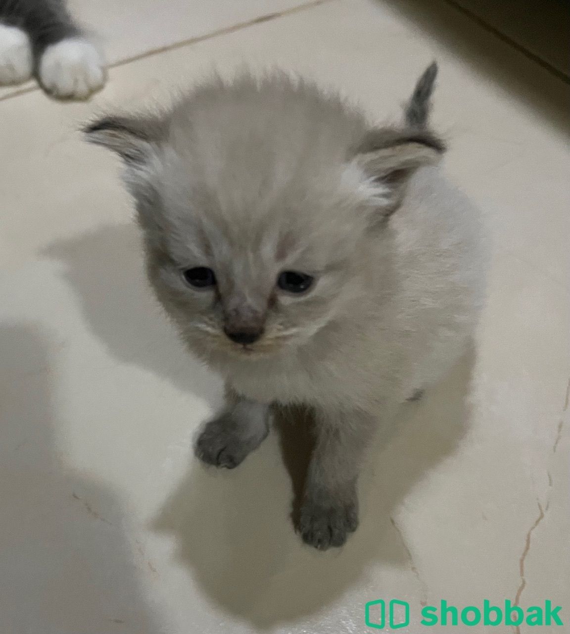 Kitten 4 sale  قطط صغار البيع شباك البحرين